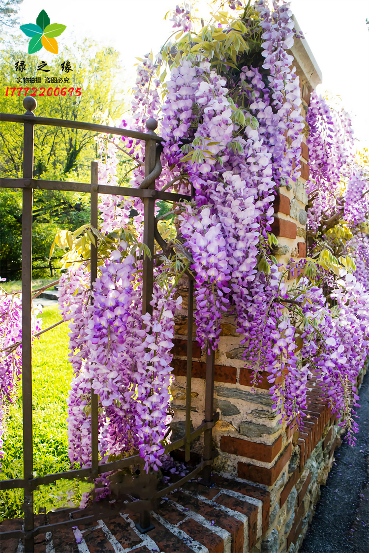 紫藤花树苗爬藤植物盆栽庭院阳台花卉室外四季开花攀爬多花紫藤萝