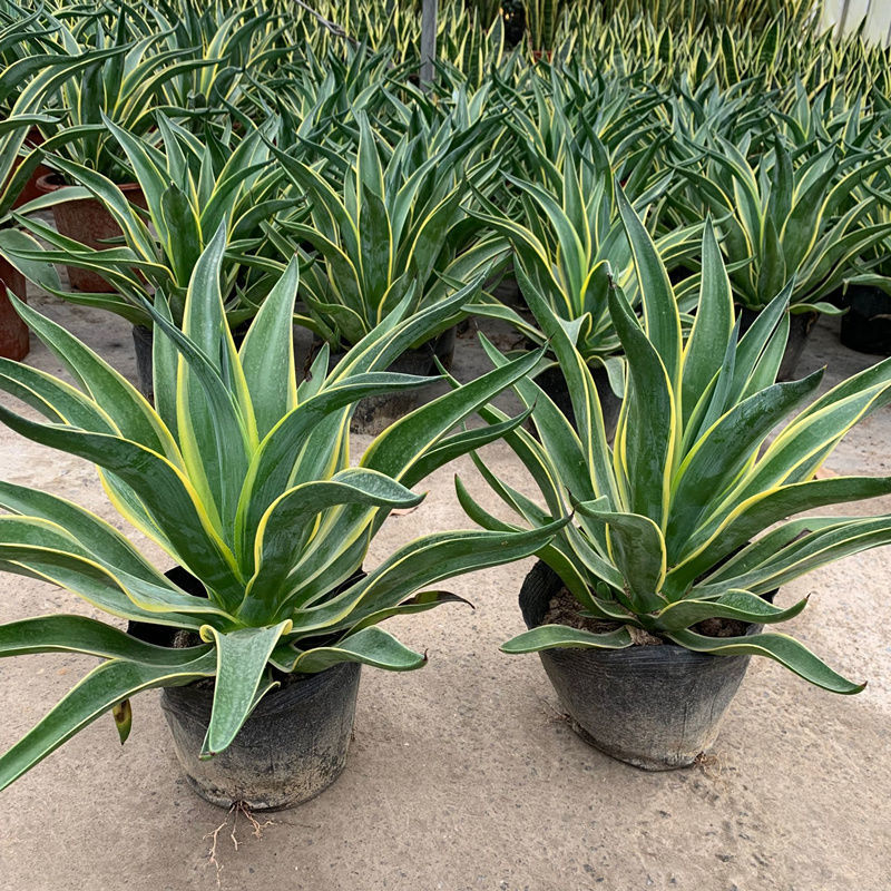 金边龙舌兰花苗盆栽水培多肉植物室外虎皮兰内阳台办公室绿植花卉