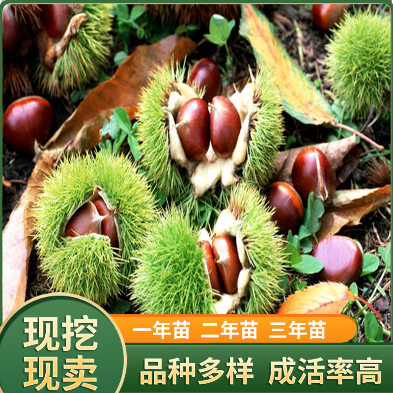 山东厂家批发嫁接大红袍板栗苗 地栽盆栽 庭院南北方种植板栗苗