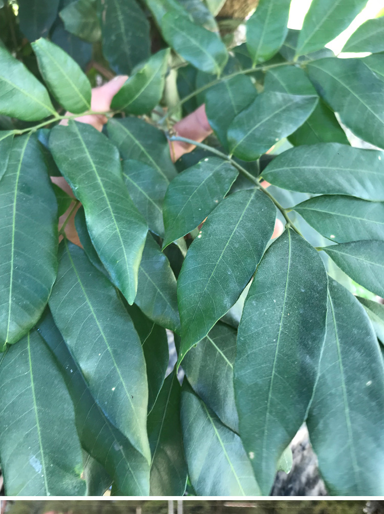 新鲜龙眼叶 龟缸养龟泡水调节酸碱 仿生态养龟环境装饰造景龙眼叶