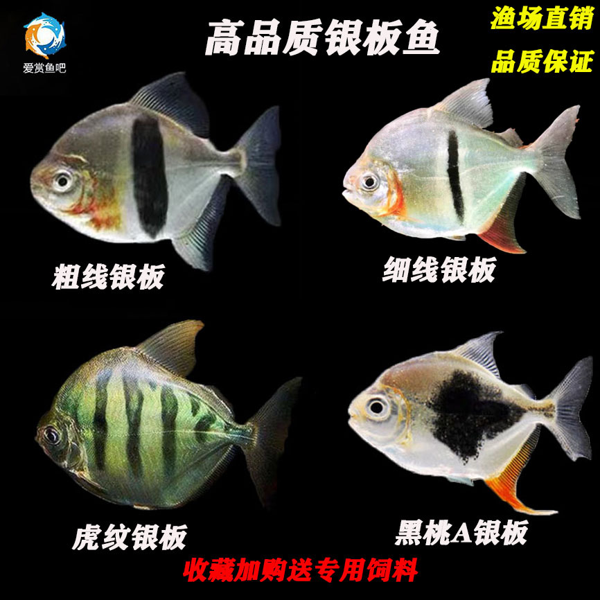 银板鱼 中层热带观赏鱼粗线虎纹豹点黑桃a银板鱼活体龙鱼配鱼群鱼