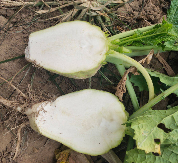 老咸菜光头辣疙瘩种籽光头芥菜种子春夏秋冬四季阳台蔬菜种孑包邮