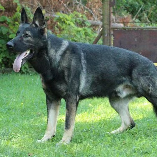 纯种黑色狼灰色东德牧羊犬幼犬活体纯种东德牧羊犬大型犬护卫犬