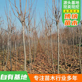 奶油无核柿子苗 庭院景区盆栽地栽 当年结果苗 柿子树基地直发