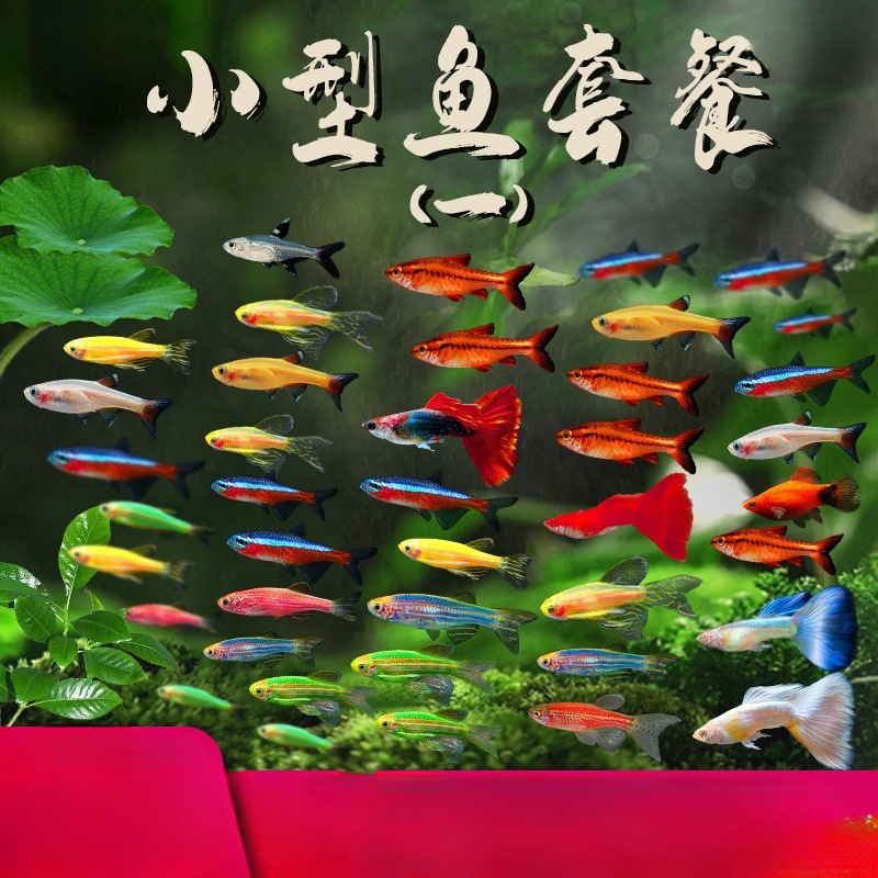 观赏鱼灯科鱼热带好养清道夫活体鱼苗大号斑马鱼淡水小型孔雀耐活