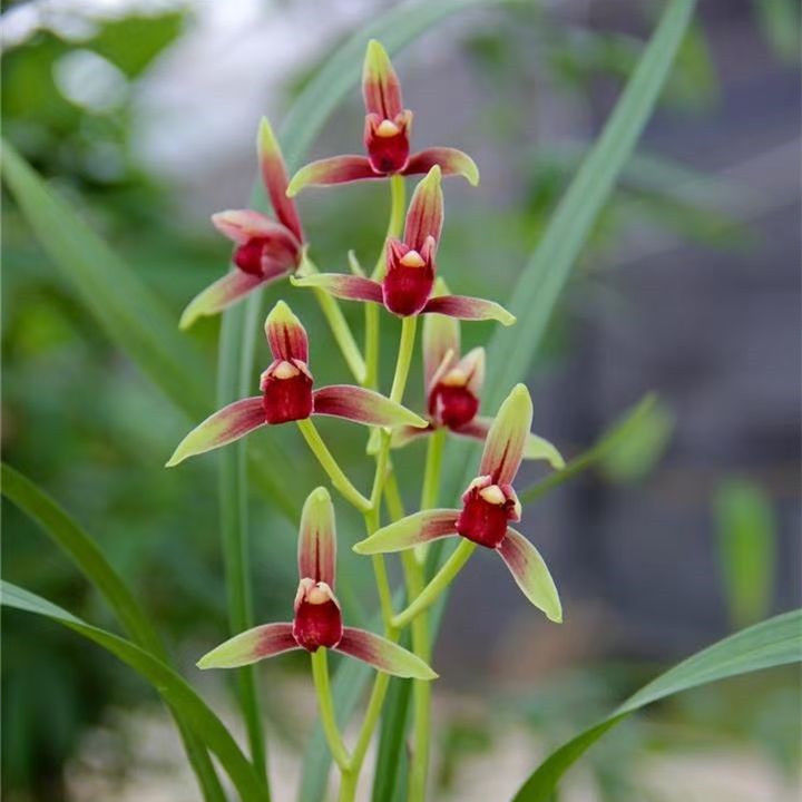 特价 四季兰花【国魂】【赤城】红芽红芦头 好养型开花香