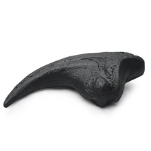 单脊龙头骨树脂恐龙前爪手爪动物骨架研究科普教学创意居家摆件