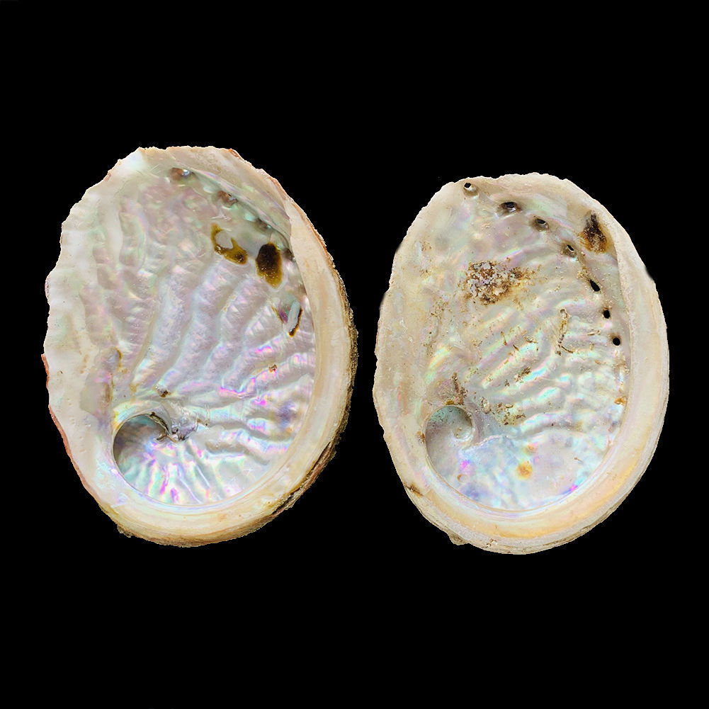 天然鲍鱼贝壳11-12cm石决明肥皂盒中药装饰水族馆首饰收纳鼠尾草