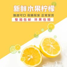 四川安岳尤力克黄柠檬2024年鲜果新鲜采摘发货酸爽十足整箱包邮