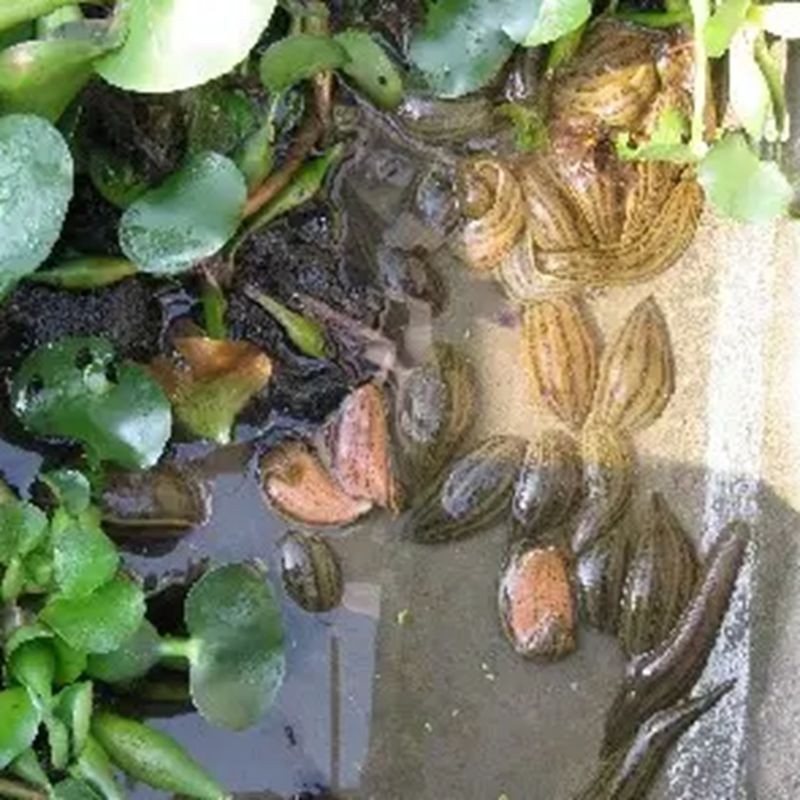 水蛭繁殖方式图片
