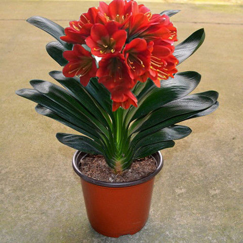 室内花卉君子兰盆栽桌面植物君子兰花苗当年开花君子兰大苗兰花苗