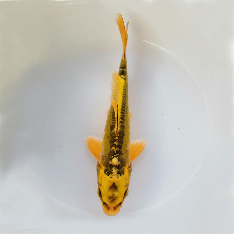 包邮黄秋翠锦鲤德系观赏鱼金鱼活体冷水鱼风水鱼招财鱼鱼苗鱼缸