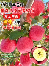 苹果树果苗红富士矮化盆栽地栽结果爆满南北方庭院种糖心嘎啦苹果