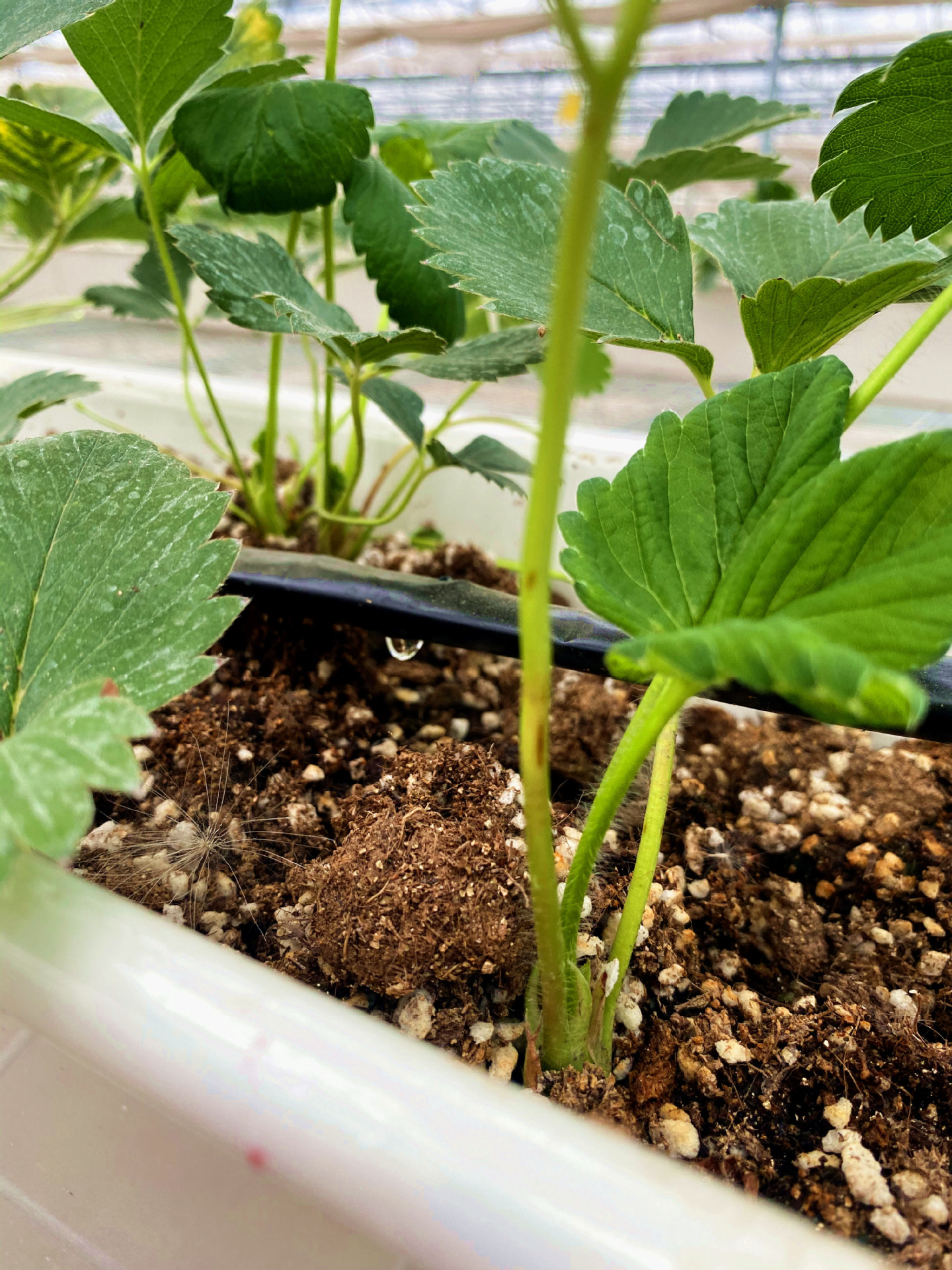 大棚滴灌管设备