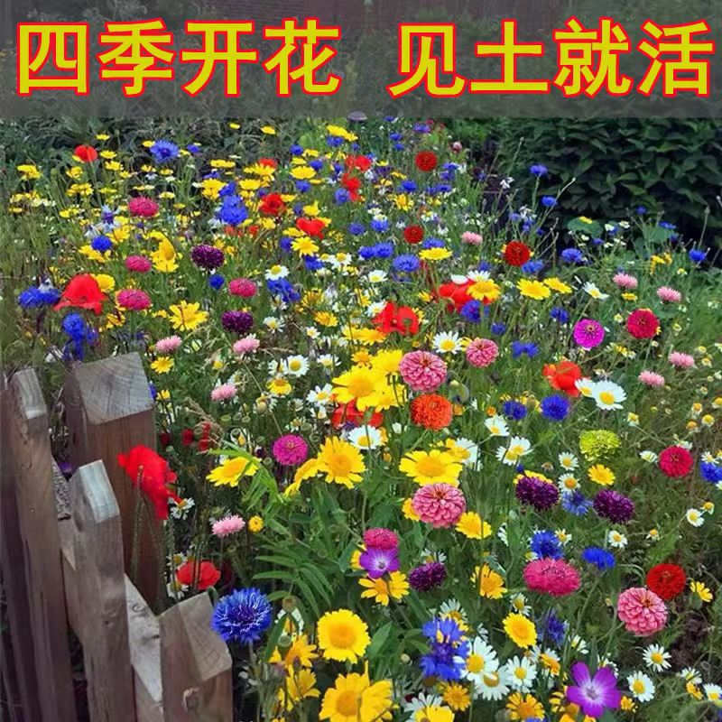 【电商进货】开花易爆盆种子不断花籽室内室外四季种易活盆栽花卉