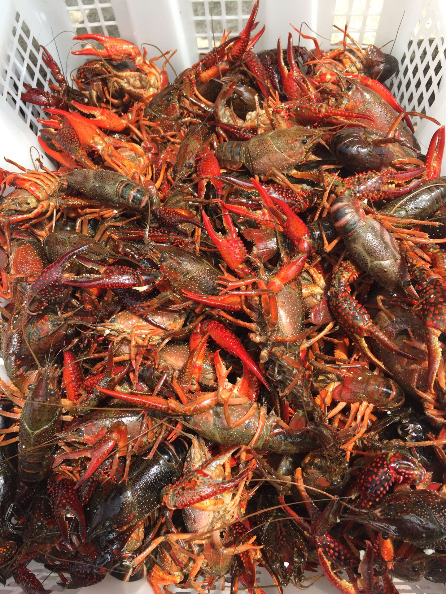 水产批发 湖北鲜活小龙虾 麻辣小龙虾鲜活456钱批发 清水养殖