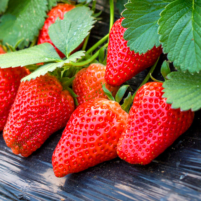 草莓新鲜整箱4斤奶油红颜牛奶草莓四季应现季水果非5丹东99大草莓