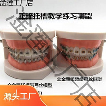 牙齿模型牙科正畸带托槽假牙模型 医患沟通教学模型 矫正练习托槽