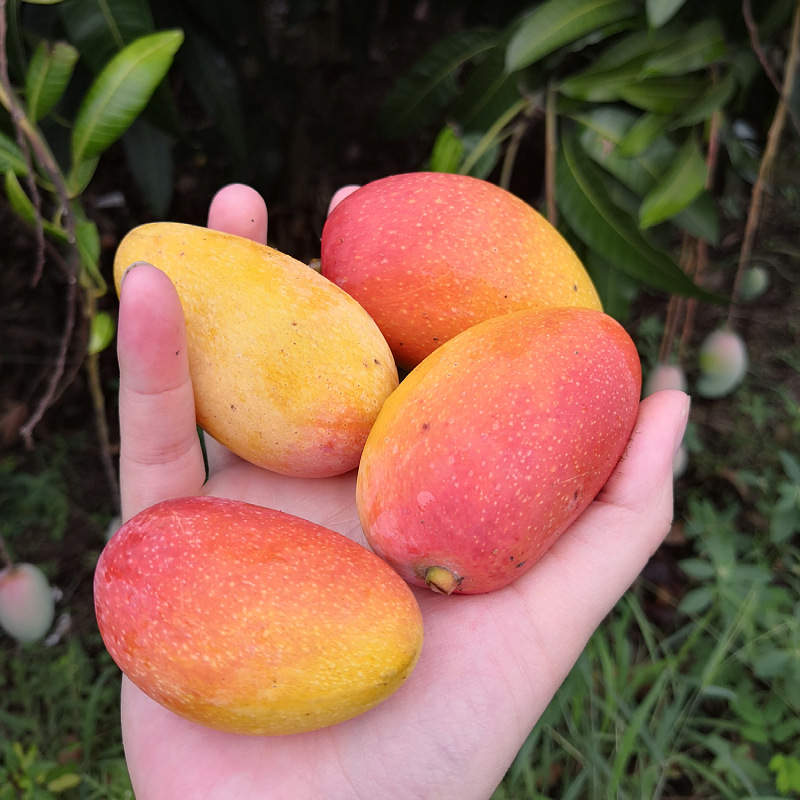 0成交572箱现货云南特产百香果 紫香百香果 西番莲新鲜水果5斤现摘现