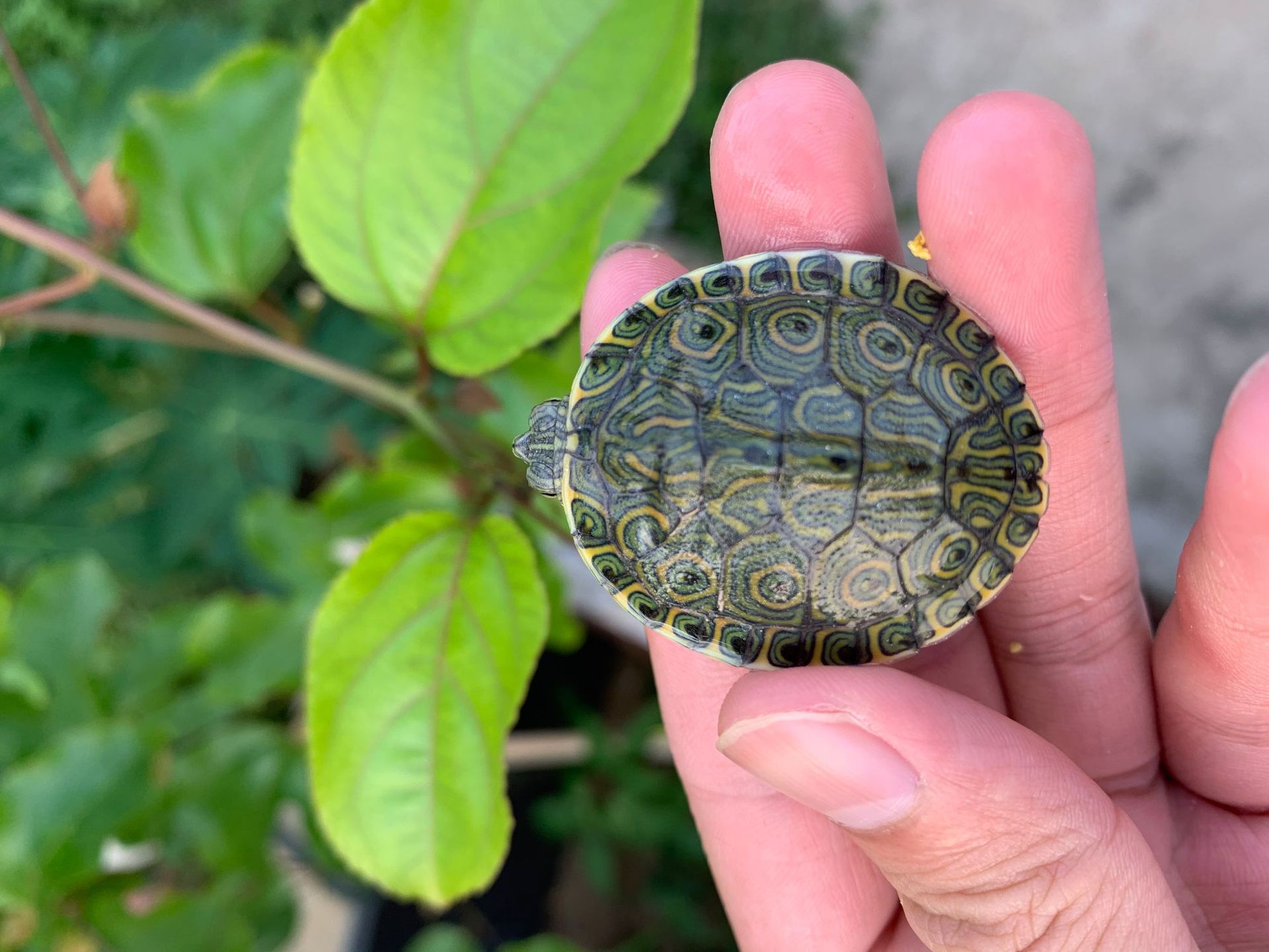 养殖场批发宠物活体小乌龟观赏深水龟东部佛州大河甜甜圈