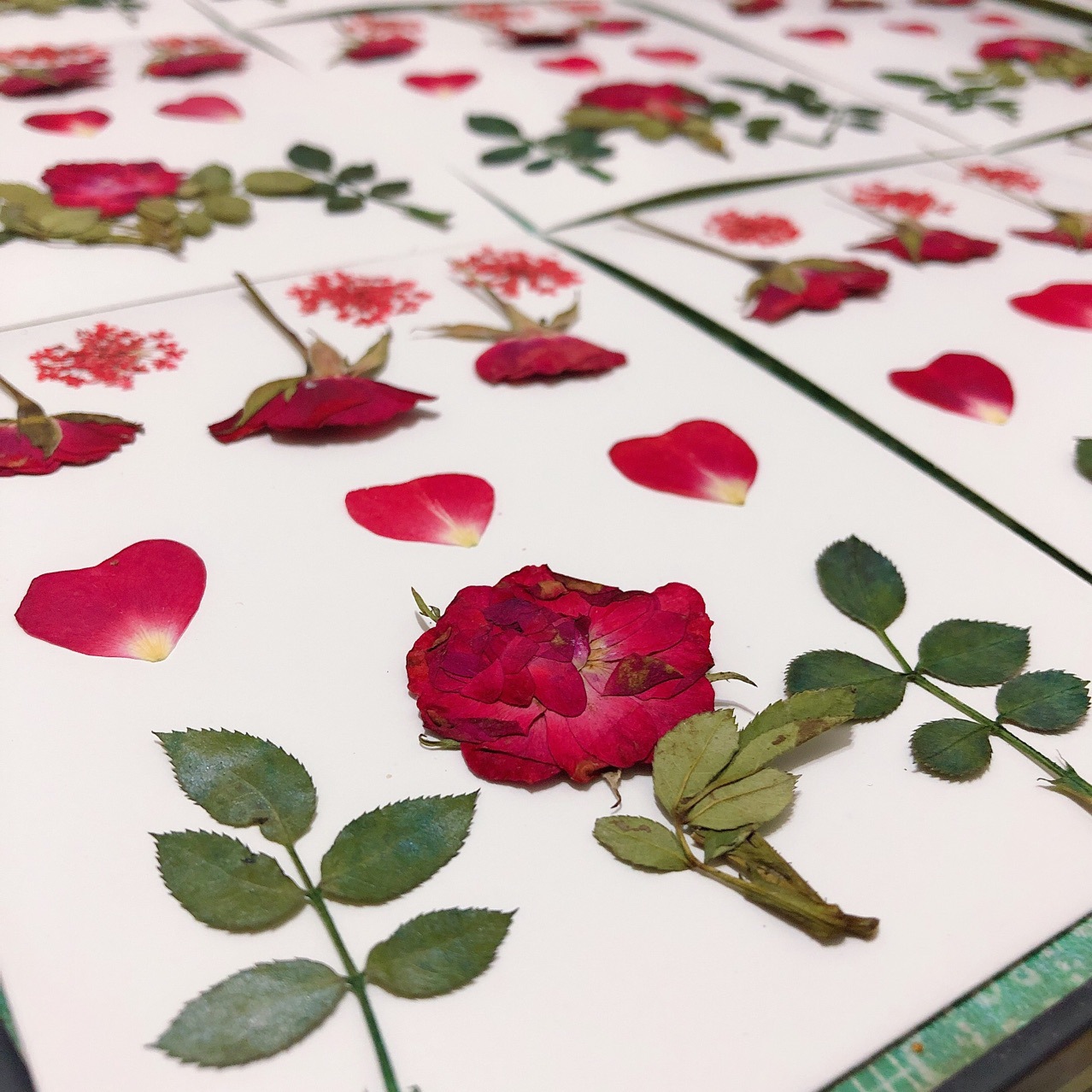 玫瑰真花干花植物标本手工相框书签材料网红写真脸部贴花美甲押花