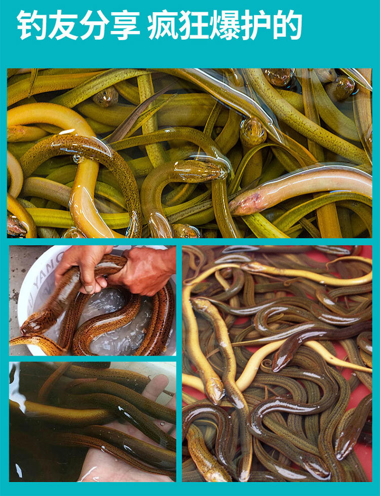 鳝家大娃钓黄鳝小药泥鳅鳝鱼田鳝长鱼饵料饲料诱饵钓饵网红款