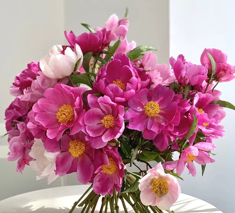 紫郁金香鲜花厂家