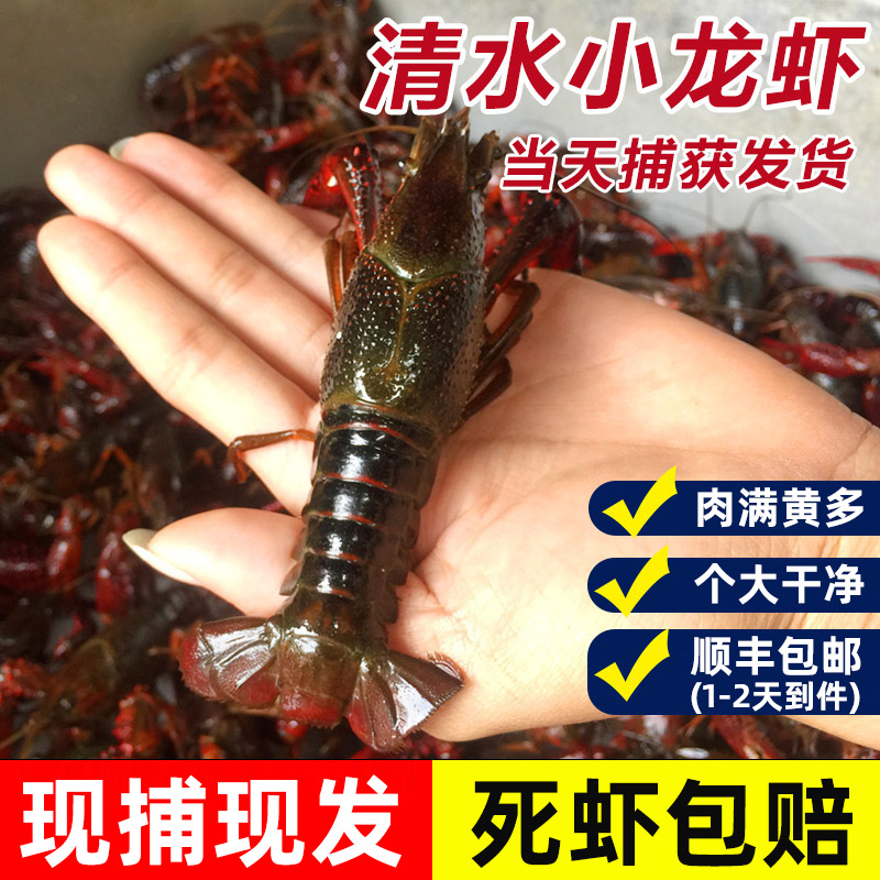 小龙虾鲜活批发新鲜活虾一整箱龙虾活物大龙虾湖北小龙虾活的大虾