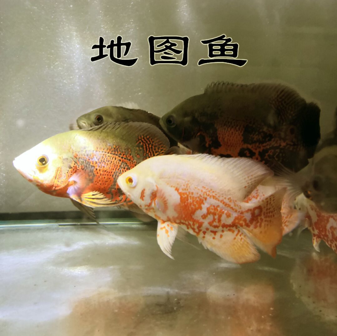 地图鱼活体黑地图白地图苗大中型热带观赏鱼宠物