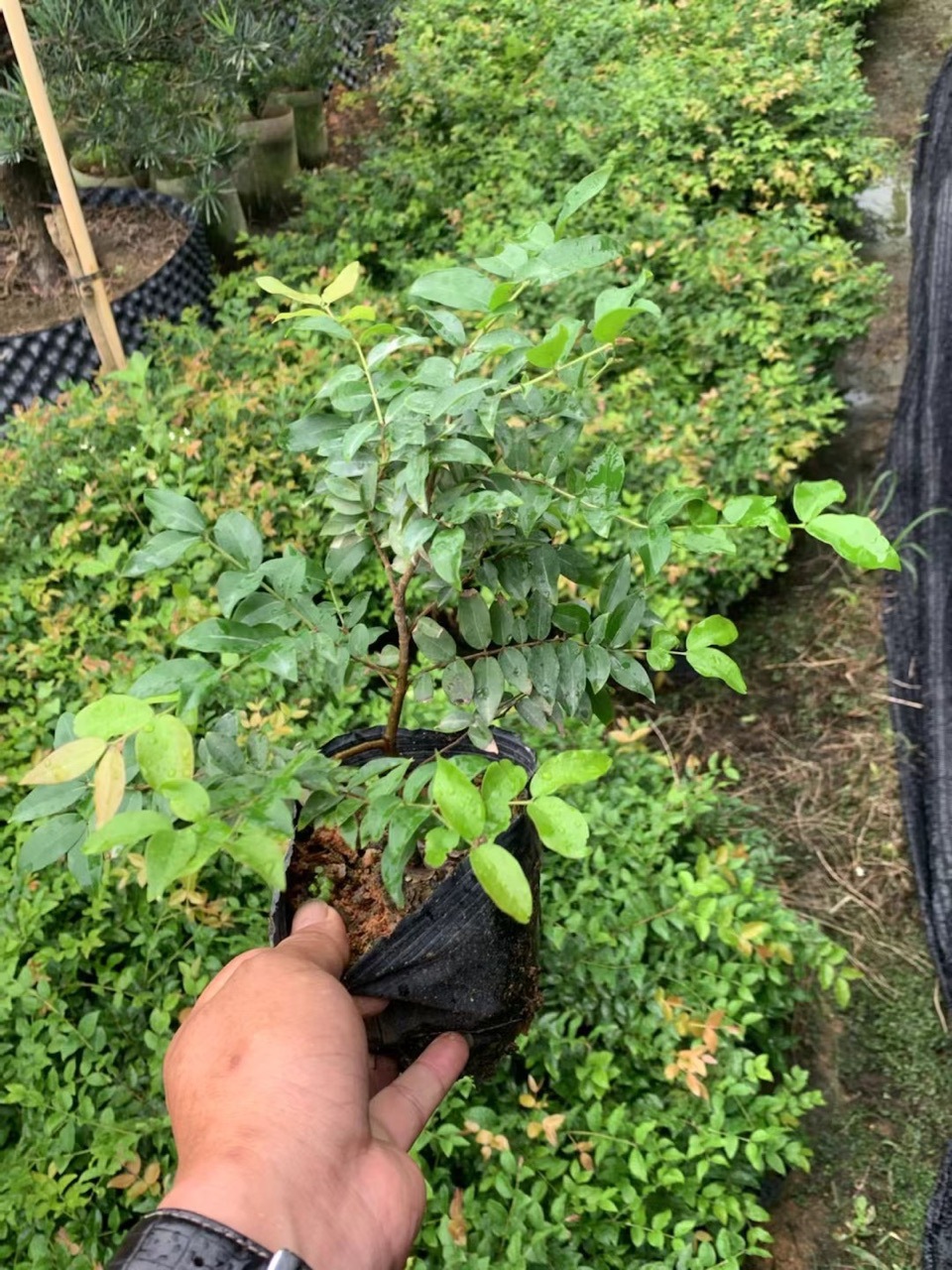 四季树葡萄嘉宝果批发 早生品种 庭院阳台果树苗盆栽