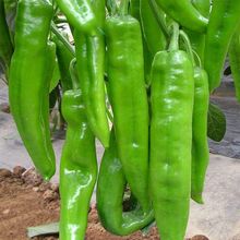 特大牛角椒种子 高产四季辣椒种子阳台盆栽庭院种植蔬菜辣椒种子