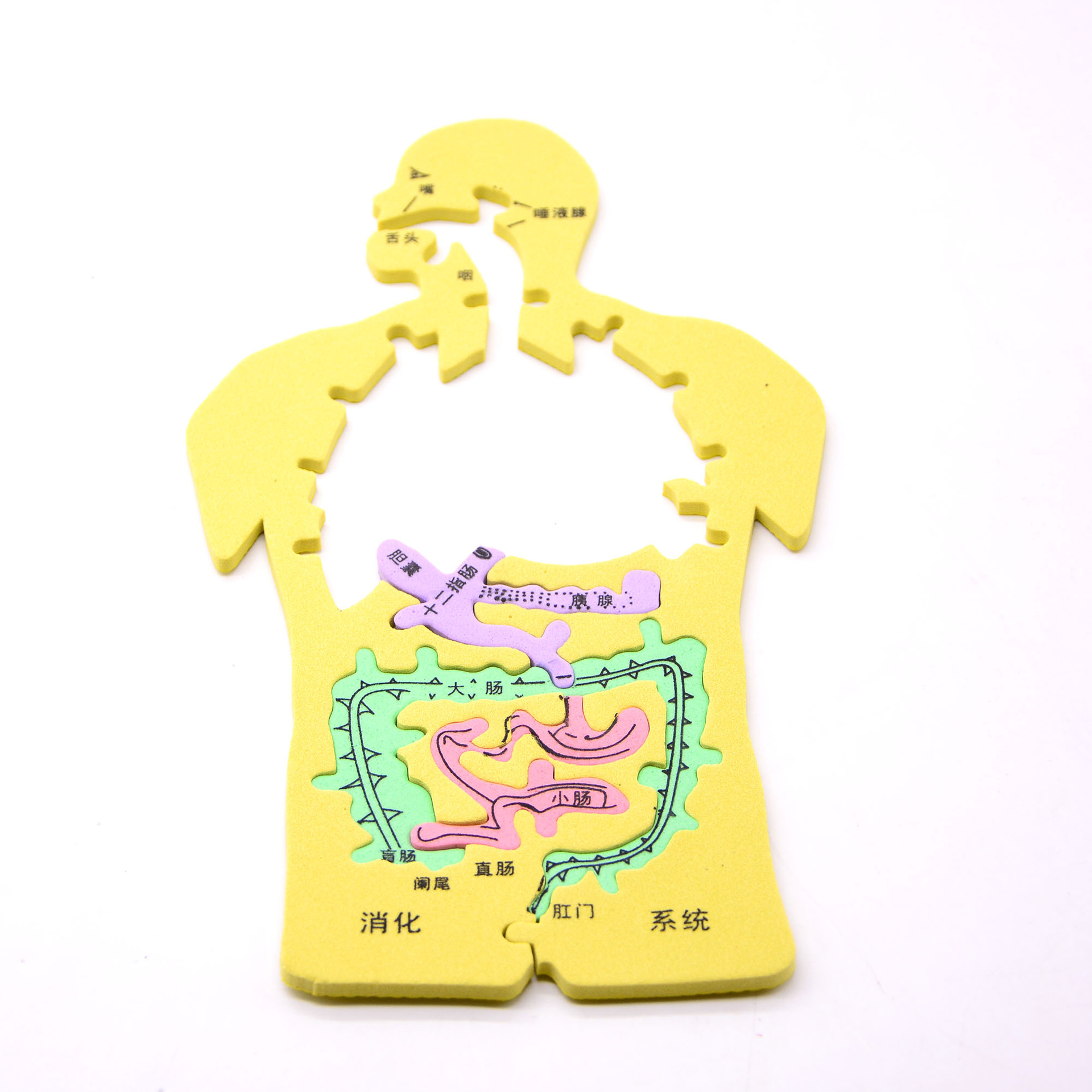 幼儿园科学实验diy消化系统人体器官拼图科技小制作内脏模型