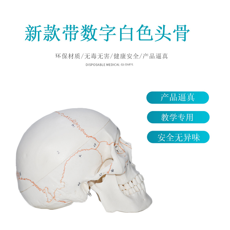 医学教学数字头骨模型成人仿真头颅骨解剖数字编码标识骷髅标本