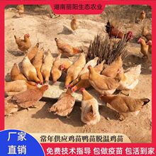 鸡苗湘黄鸡活体小鸡仔母苗林下跑山小脚土鸡易活好养支持技术指导