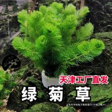 绿菊水草 鱼缸造景阴性草新手易养 净水植物 送固定瓷环 懒人福利