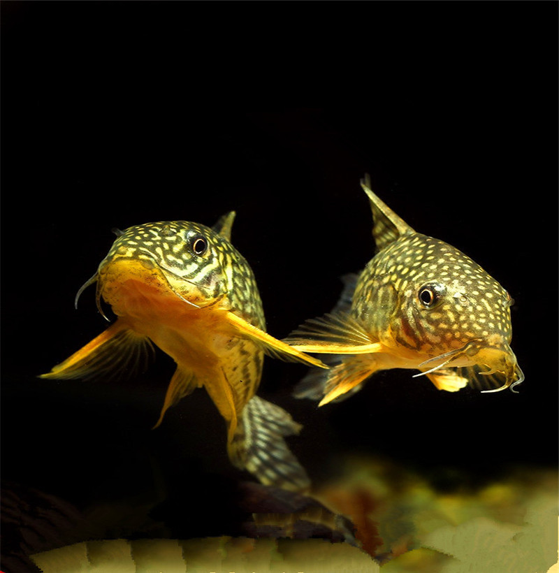 热带鱼清道夫珍珠鼠满天星鼠鱼吃垃圾观赏鱼工具清洁鱼活体鱼批发