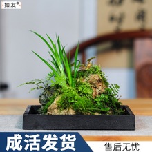 附石菖蒲小盆景配石米竹吸水石办公室绿植苔藓微景观盆栽水培植物