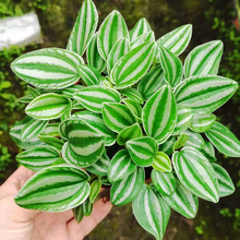 【基地直供】观叶植物椒草盆栽 居家盆栽花卉绿植110#斑马椒草