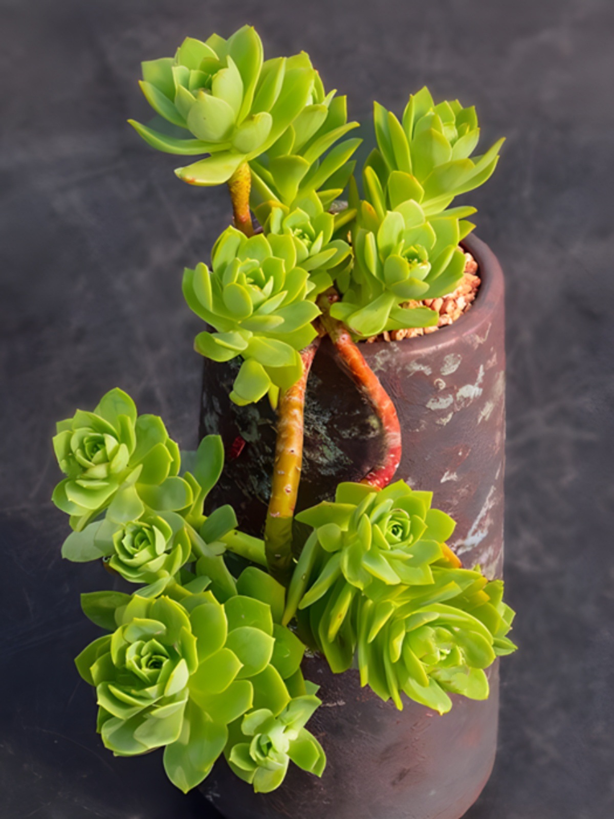 绿蔷薇悬崖老桩整桩群生多肉植物好养易造型办公室书房萌物绿植