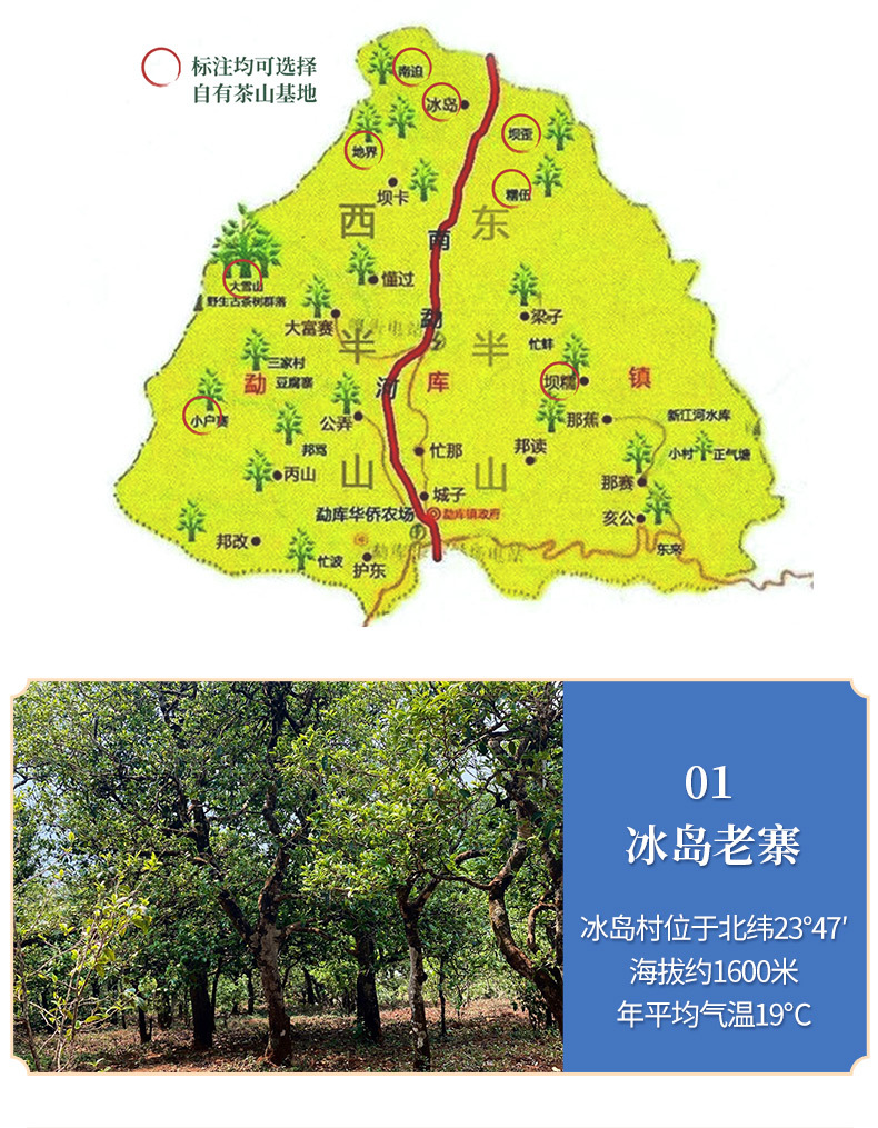 加工定制云南普洱茶散装生茶冰岛五寨晒青茶老树头春茶典藏生普洱