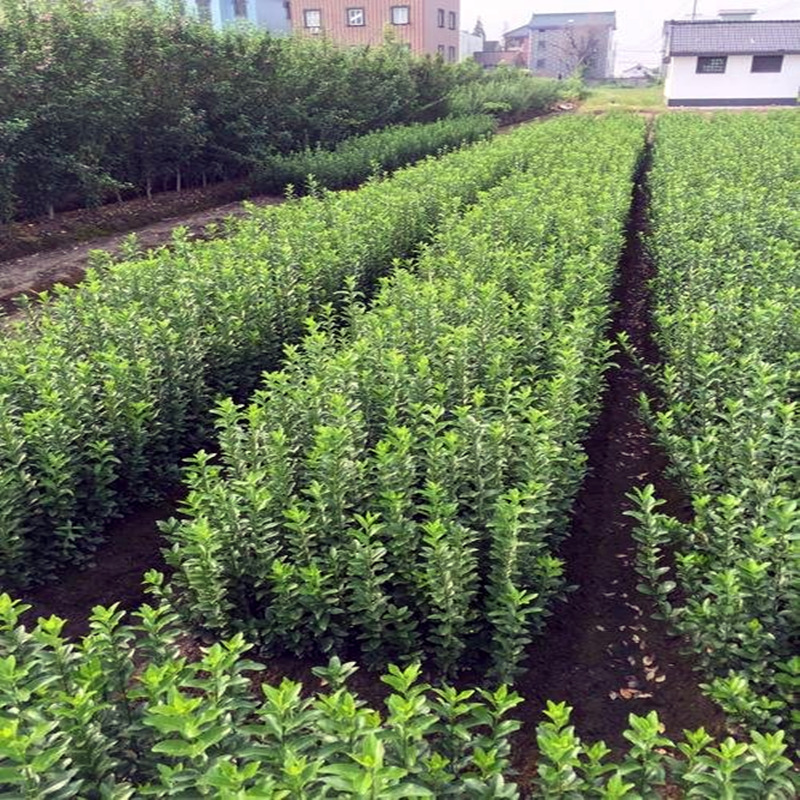 基地出售大叶黄杨小苗 移植地苗 大叶黄杨杯苗 绿化工程苗-阿里巴巴