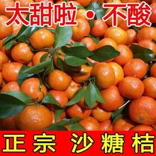 广西沙糖桔桔子砂糖橘子整箱沃柑柑当季沙塘蜜桔新鲜水果一件代发