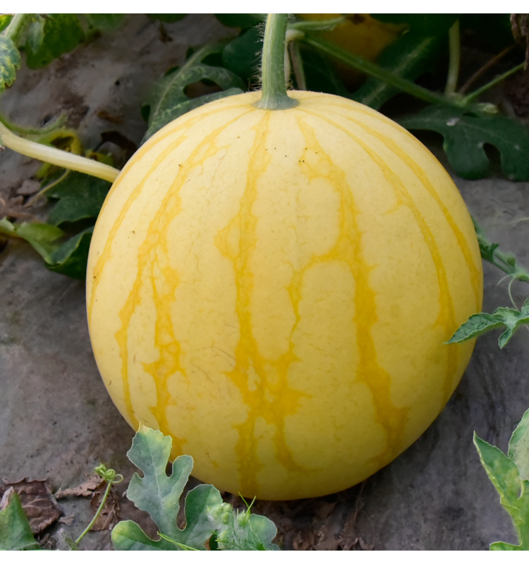 蔬菜种子公司批发黄皮红瓤礼品西瓜种子圆形瓜果甜脆薄皮黄西瓜籽