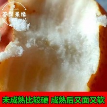 正宗河北面梨新鲜应季水果2/5斤现摘黑面梨吊胆子软糯噎人小面梨