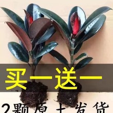 黑金刚橡皮树盆栽净室内绿色植物吸甲醛办公桌盆栽四季绿植