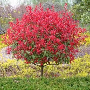 红叶石楠树苗火焰红篱苗笆围墙植物球绿化工程色块苗庭院四季耐寒