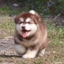 纯种阿拉斯加幼犬活体可爱温顺大型犬幼崽熊版阿拉斯加雪橇犬狗狗