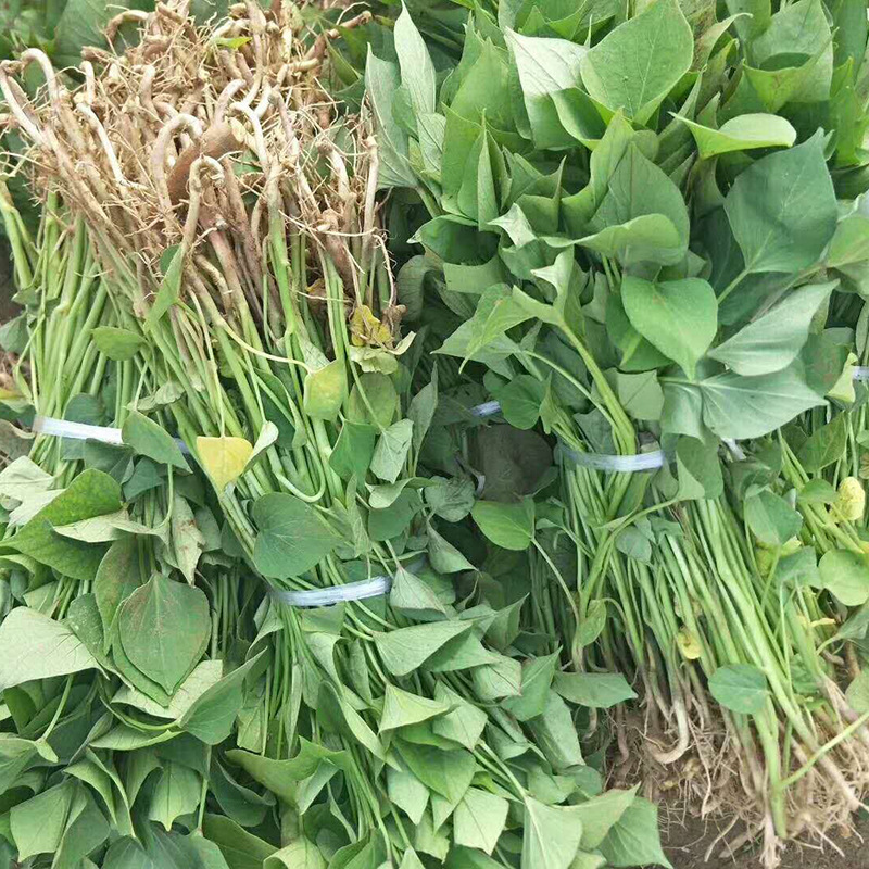 烟薯25地瓜苗成长率高红薯苗红薯山东红薯苗地瓜苗红薯苗25脱毒高