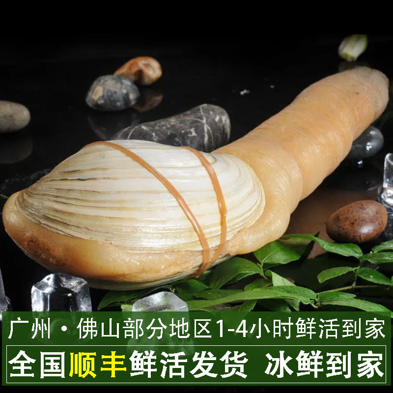 鲜活加拿大象拔蚌 象拔蚌肉 干蚌 加州蚌 象牙蚌 海鲜水产