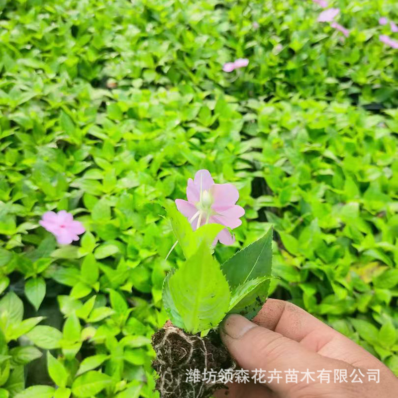 宿根草花凤仙穴盆苗培育基地 园区街道观赏花草供应